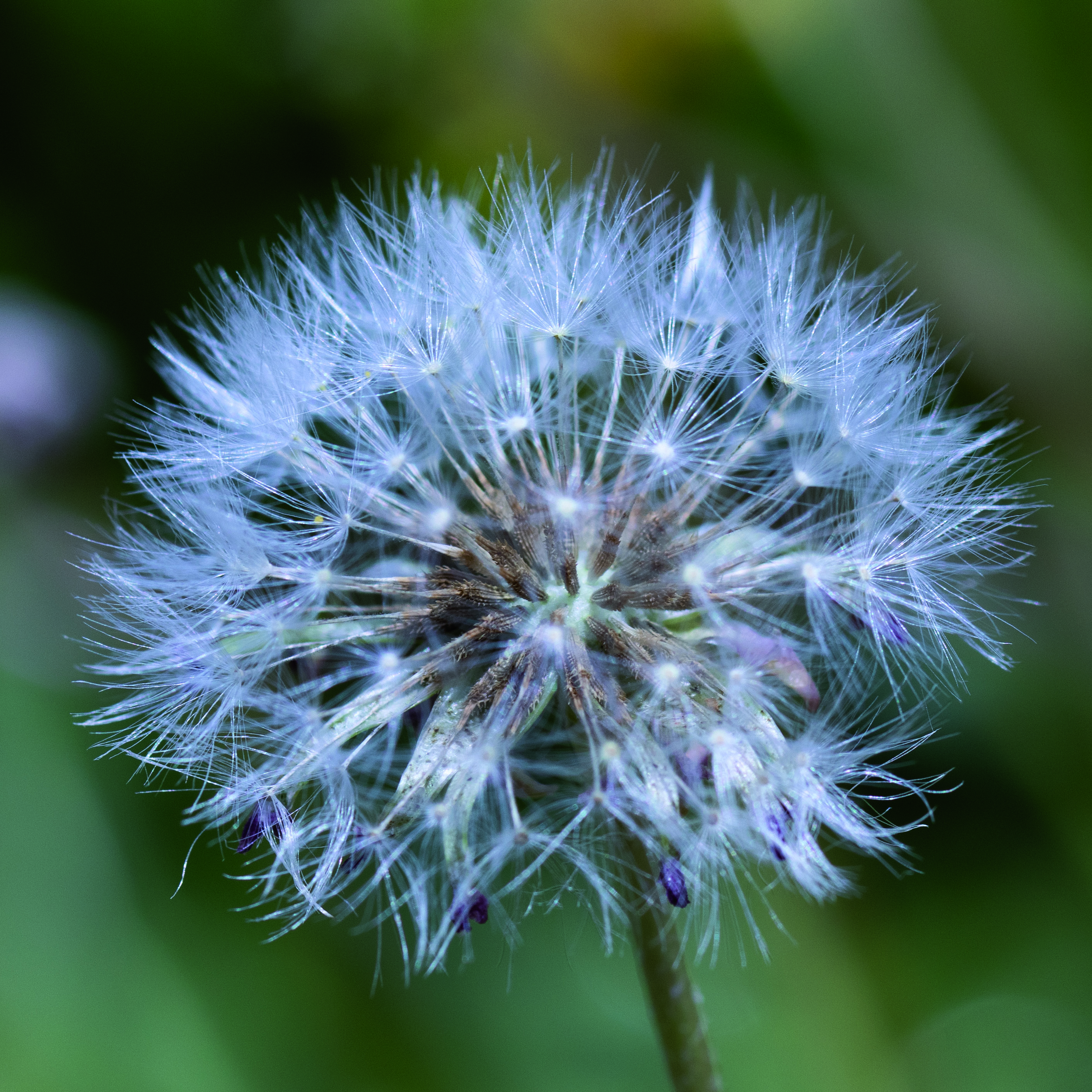 nova-biorubber-seeds-and-live-plants